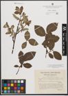 Foto von Salix subcaprea Andersson